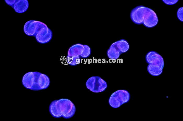 Pollen Pin x100 - gryphea.com